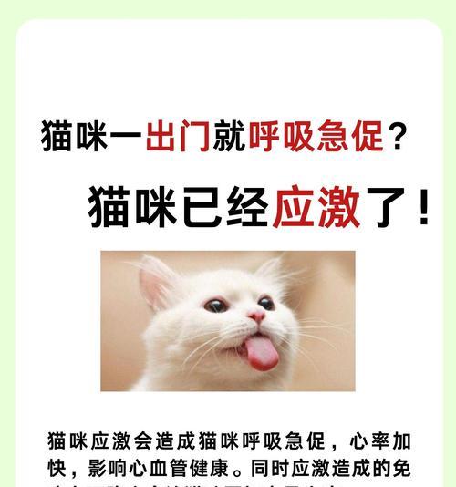 猫的呼吸急促——原因与处理方法（揭秘猫咪呼吸急促的背后秘密，帮助宠物主人正确应对）