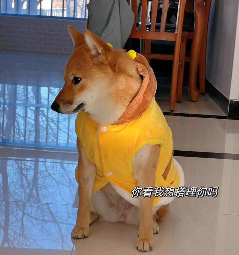 柴犬穿什么颜色衣服最合适？（以柴犬毛色为基准，选择最佳衣着）