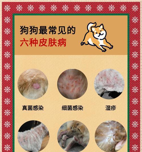 揭秘狗身上的虫——不容忽视的健康问题（深入解析常见狗虫种类及预防方法）