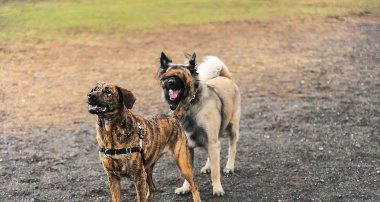 比特犬的血系探究（以比特犬为主题的血统研究及其相关特点分析）