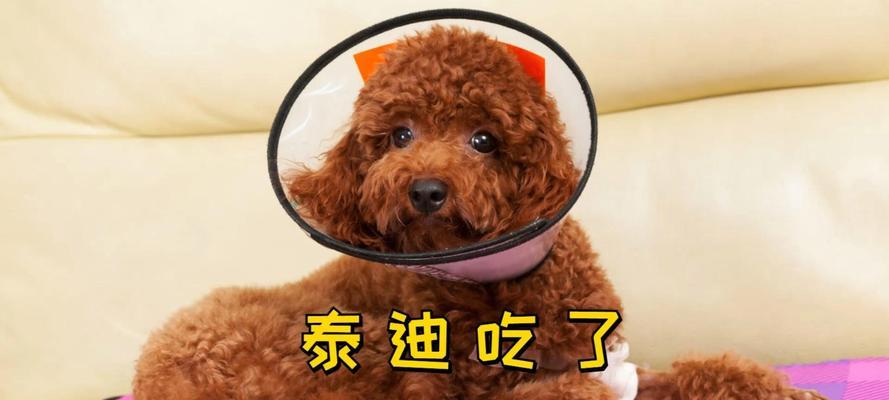 如何让狗狗慢慢长大——选择合适的食物是关键（为狗狗提供适当的饮食，促进健康成长）