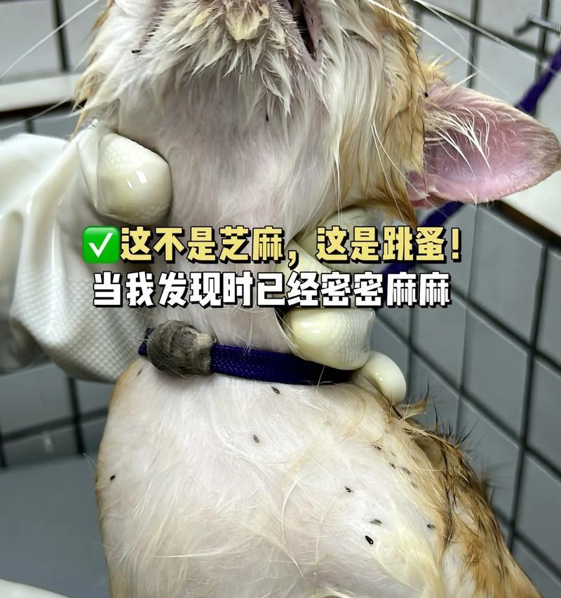 给你的猫做驱虫（宠物保健的重要一环，合理驱虫是对它们的关怀）