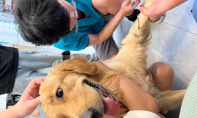 金毛犬的疫苗接种时机及注意事项（了解金毛犬疫苗接种时间，为宠物健康保驾护航）