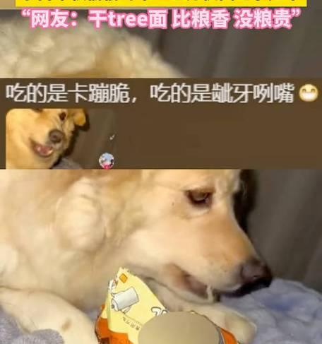小食量犬种的饮食习惯与管理（探究影响狗狗食量的因素及合理调整食物摄入量）
