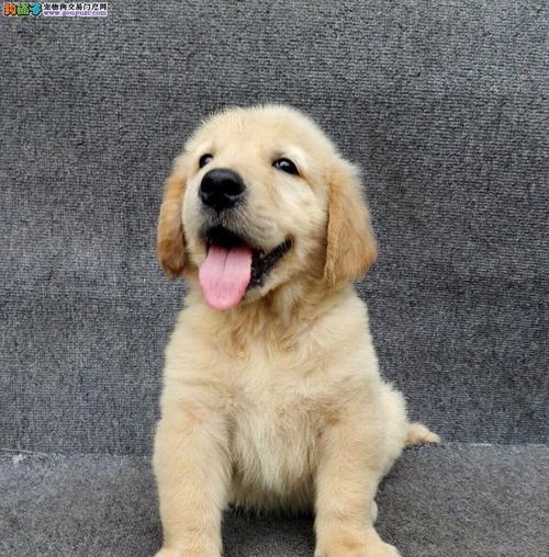 金毛犬养育指南（探索最受欢迎的金毛犬品种及其独特特征）