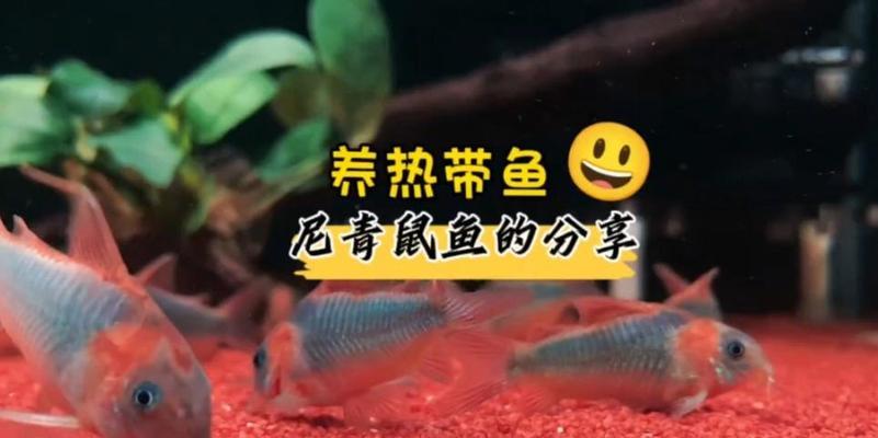 养热带鱼的必备准备（打造舒适的热带鱼家园，关键在准备）