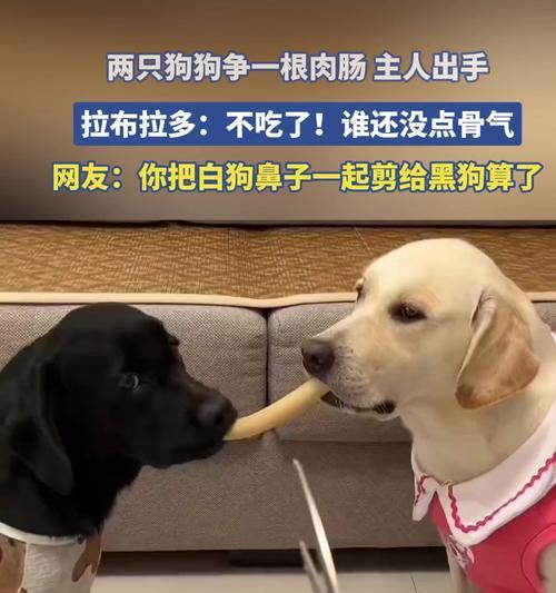 拉布拉多狗的饲养与训练秘籍（打造忠诚、友善又聪明的家庭宠物）