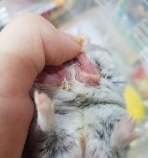 仓鼠的常见疾病及防治方法（仓鼠病症详解，做好防护才能健康成长）