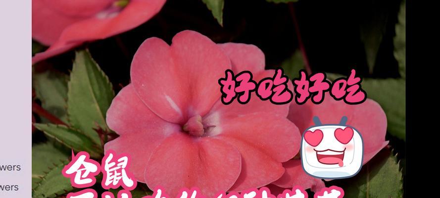 仓鼠受伤后的饮食护理方法（仓鼠受伤能吃什么？以仓鼠受伤后的饮食护理为例）