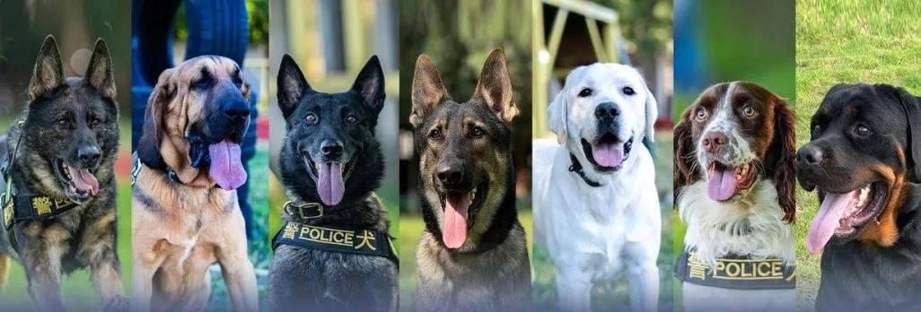 以警犬为主题的文章（深入探究警犬的品种及特点）