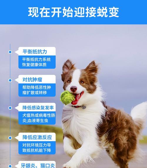 狗狗后腿肿了该吃什么药？（针对狗狗后腿肿胀的药物治疗及注意事项）