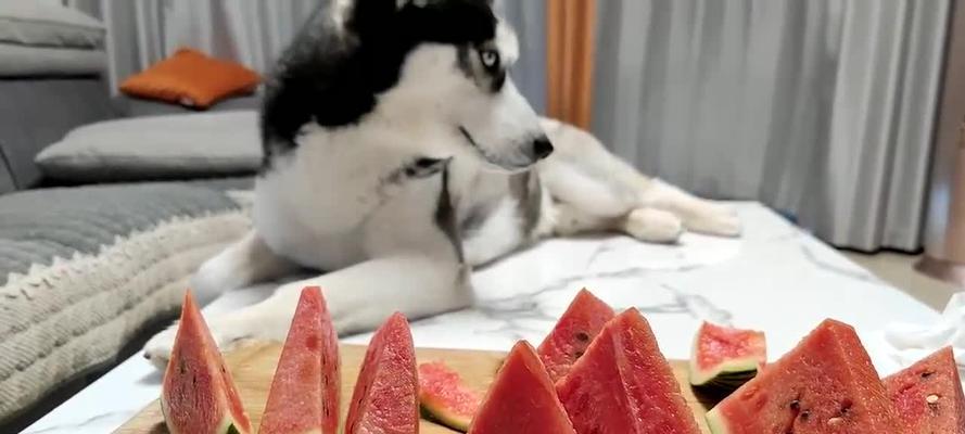 如何科学喂养幼犬二哈（幼犬二哈的营养需求及合理饮食安排）