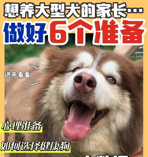 怀孕后养狗狗注意事项（宝宝的陪伴，责任的考验）