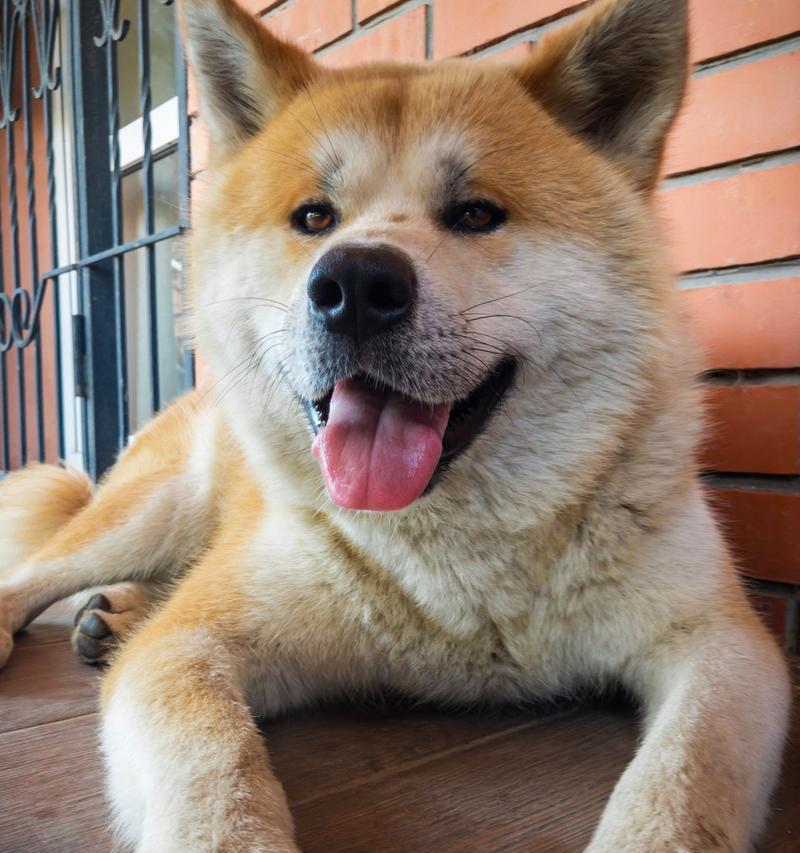 秋田幼犬之色彩奇迹（秋田犬色系的多样性与魅力）