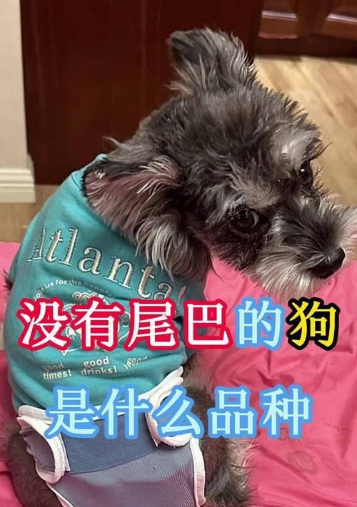 没有尾巴的狗（探寻那些缺失尾巴的可爱犬种）