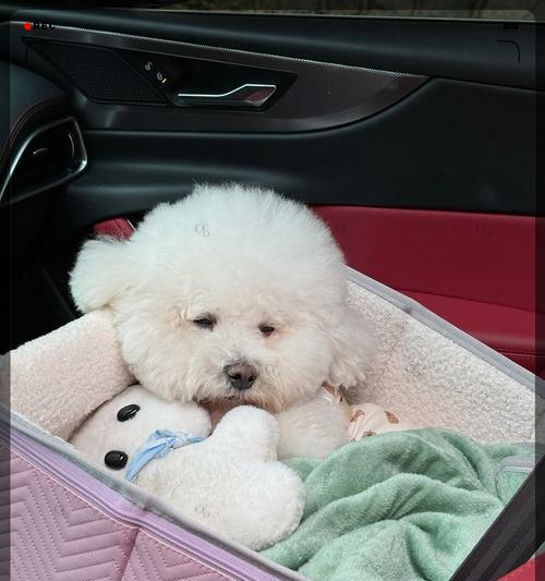 为什么我家比熊尾巴不在背上？（探索比熊尾巴位置的原因及其与其他品种的区别）