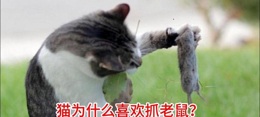 揭秘猫为什么喜欢扑腿的原因（探索猫咪扑腿行为的动机和意义）