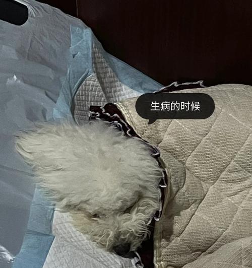 细小病毒引发便血的原因与应对措施（探究细小病毒感染导致便血的机制和预防方法）