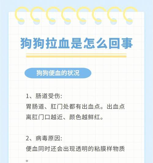 小狗拉血的药物治疗及注意事项（保护宠物健康，正确应对小狗拉血问题）