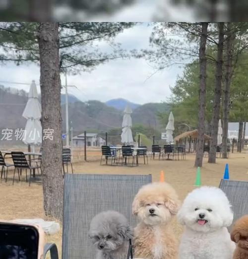 解析狗为什么喜欢外出玩的原因（揭秘狗喜欢外出的秘密，让我们更懂它们）