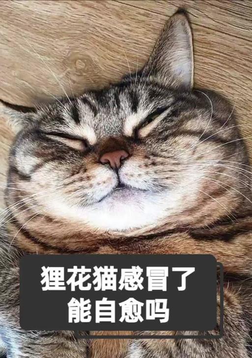 猫咪频繁打喷嚏该如何应对？（了解喷嚏原因，及时治疗是关键！）