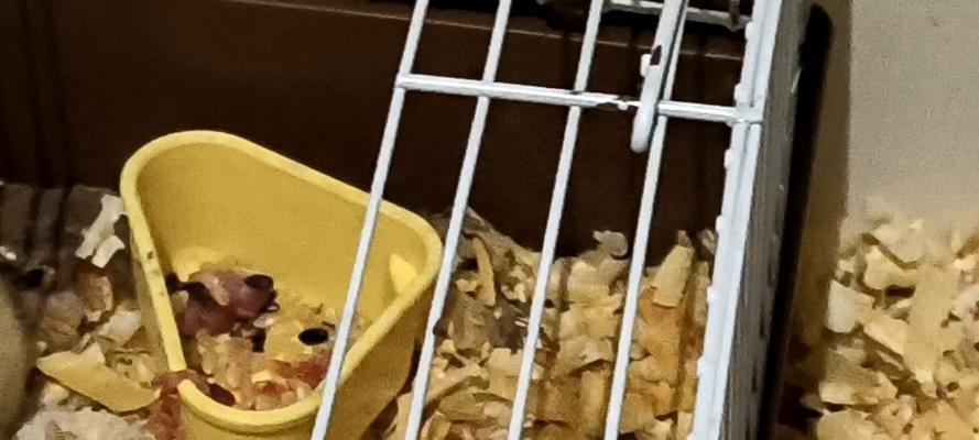 仓鼠的饮食习性（揭秘仓鼠的饮食偏好及如何正确喂养）