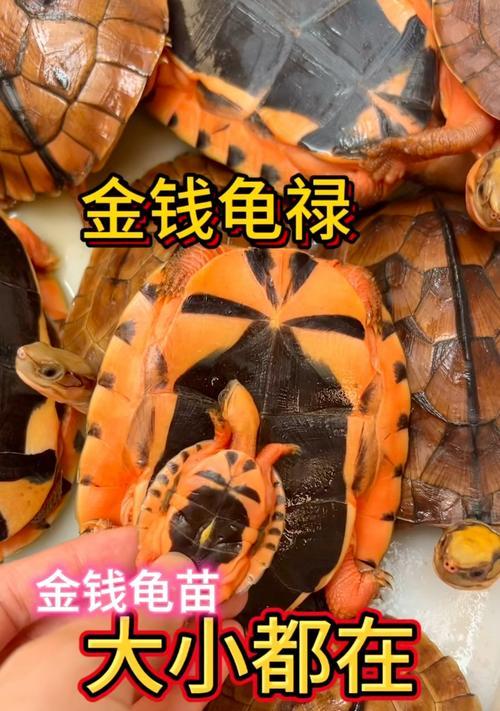 养金钱龟的饮食指南（金钱龟的合理饲养与科学喂养方法）