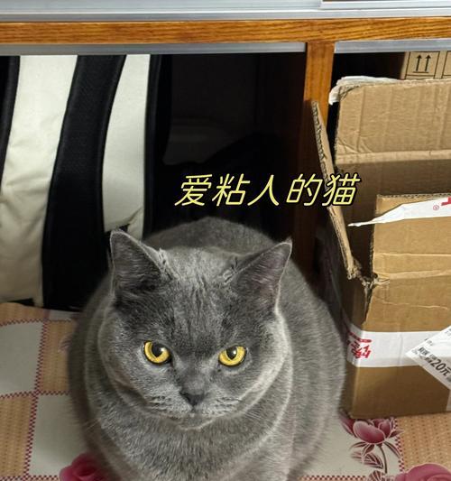 猫咪为什么如此粘人？（探究猫咪喜欢粘人的原因与心理）
