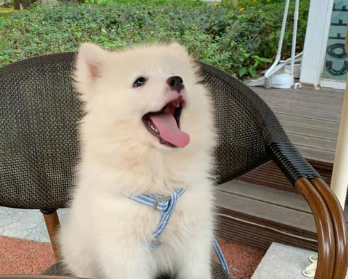 探索2年的萨摩耶之美（生活乐趣和培养方式）