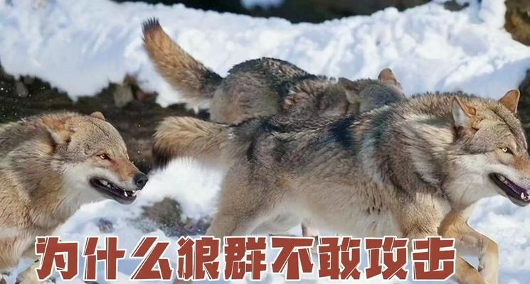 从狗狗的狼指探讨其祖先的遗传基因（揭秘狗狗身上狼指的由来与作用）
