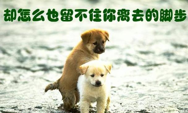 一只永远快乐的狗狗（陪伴、喜悦和美好的回忆）