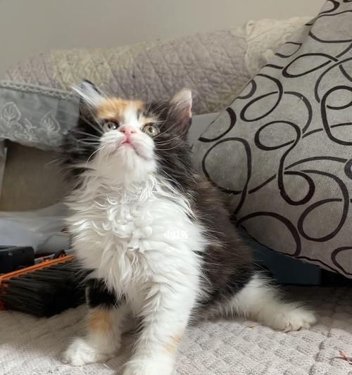 了解长毛三花猫的品种特点（探索长毛三花猫的可爱魅力）