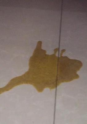 猫为什么会突然吐出黄水？（探究猫吐黄水的原因及应对方法）