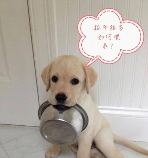 拉布拉多的饮食习惯与营养需求（探讨拉布拉多主食的种类与合理搭配）