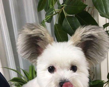 探索大眼睛大耳朵的狗狗世界（探寻狗狗世界中大眼睛大耳朵的迷人品种）