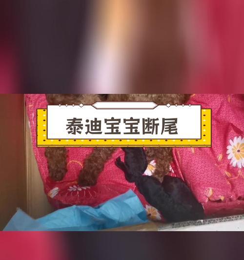 贵宾犬生BB的变化——狗爸狗妈必读！（贵宾犬生BB后身体、性格和行为的变化及应对方法）