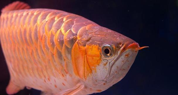 选择适合养龙鱼的品种，打造独特水族世界（龙鱼品种选择指南，带你进入神奇水下王国）