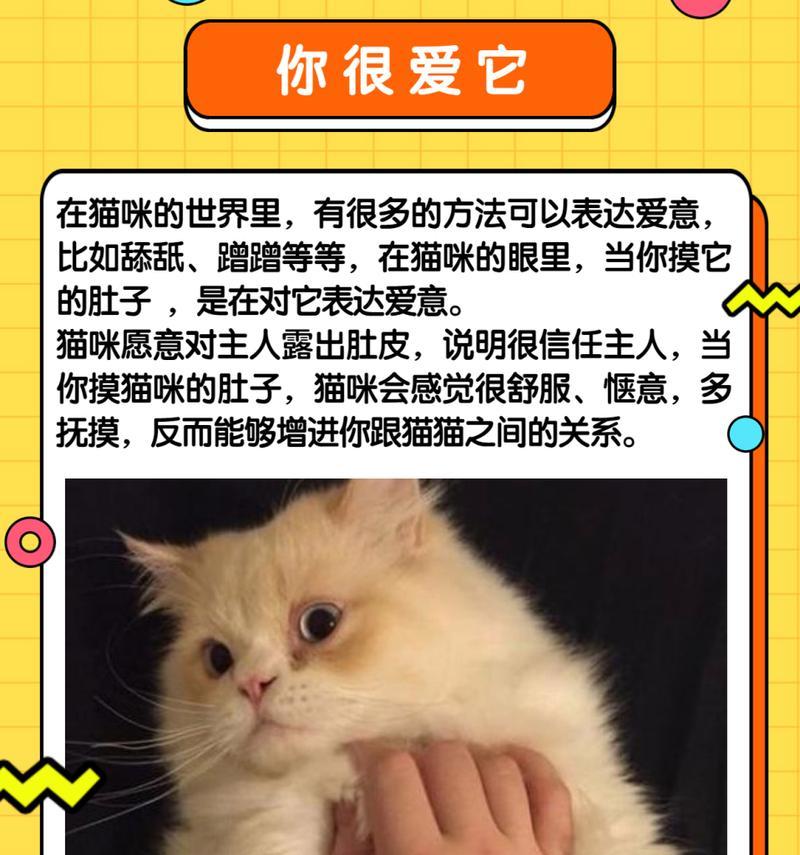 猫咪为何不让摸肚子？（探寻猫咪不让摸肚子的原因与解决方法）