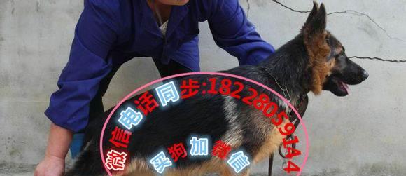 以德牧驱虫注意事项（为你的德牧提供全面的驱虫护理）