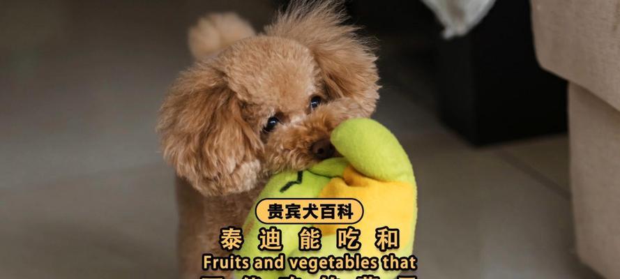 泰迪小犬的饮食需求及适合食物选择（探索泰迪小犬成长阶段的饮食规划与营养需求）