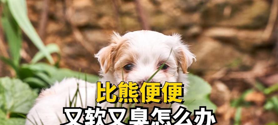 比熊拉屎的反应与行为（探讨比熊想拉屎时的反应和表现，了解其行为原因和习性）
