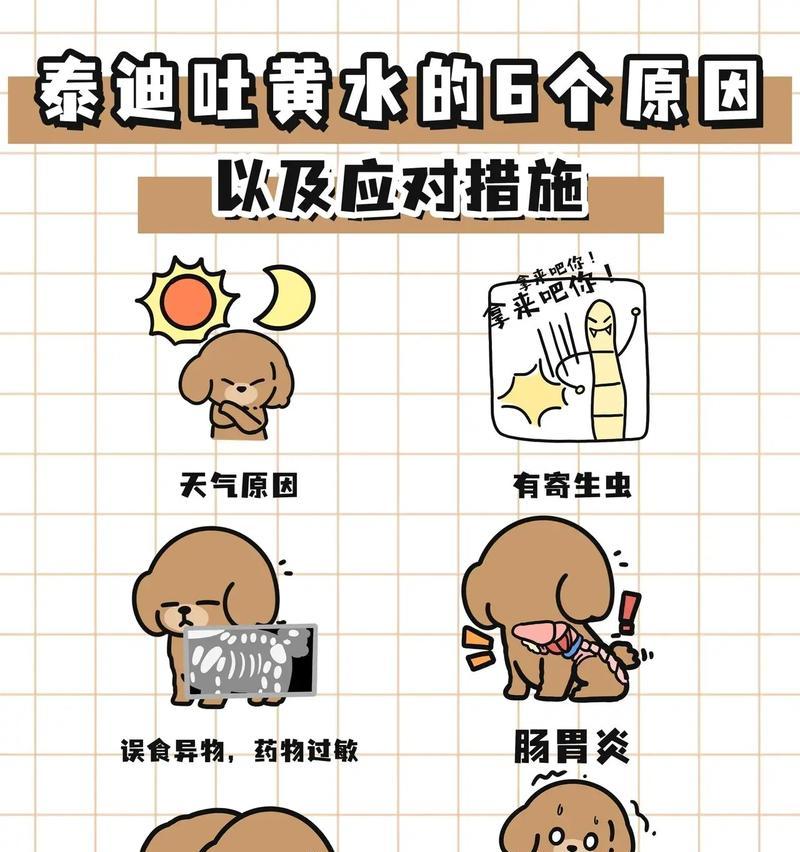 贵宾犬和泰迪为什么会经常流血？（探究贵宾犬和泰迪流血的原因及应对方法）