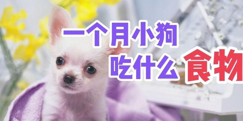 小狗三个月可以吃什么？（了解小狗三个月的饮食需求，为它们提供健康成长的食物。）