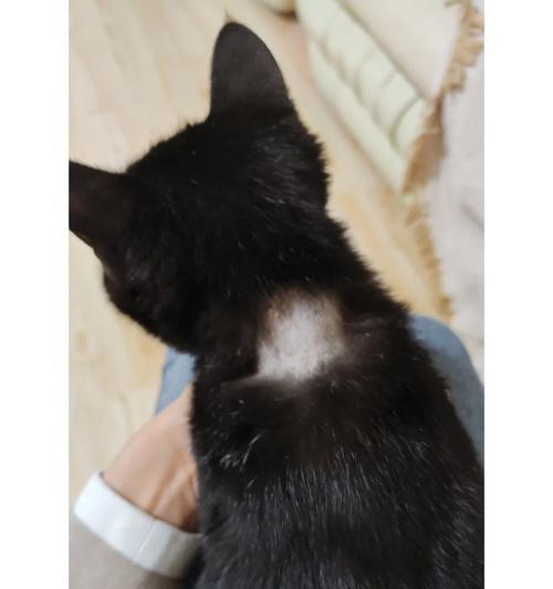 猫咪打完消炎针后的饮食安排（为你的猫咪提供恰当的食物和护理以促进康复）