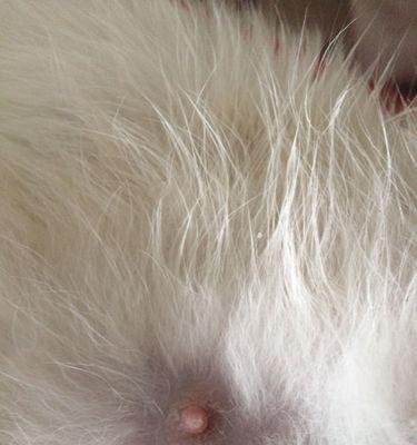 猫咪怀孕了的表现（了解猫咪怀孕的征兆和行为变化）