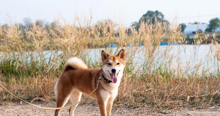 狗狗站立的魅力与技巧（以什么狗狗可以站立？如何培养狗狗站立技巧？）