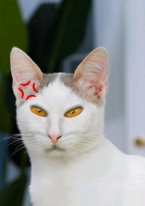 猫尾长的神奇用途（探究猫尾长为何对猫的生活如此重要）
