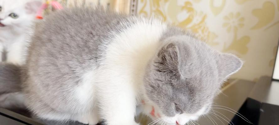 猫洗脸的奇特之处（探索猫洗脸行为的原因与意义）