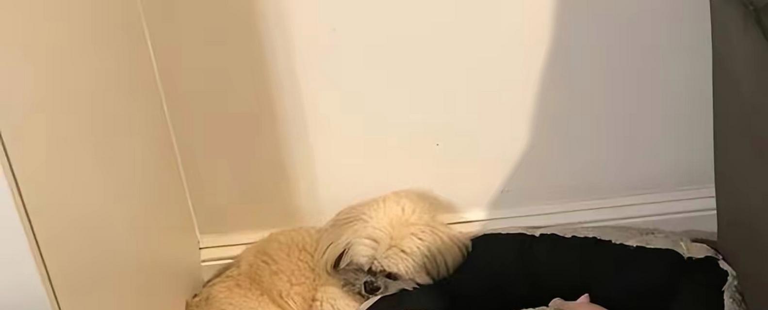 如何为狗狗选择合适的睡觉地方（关于狗狗睡觉地方的注意事项与建议）