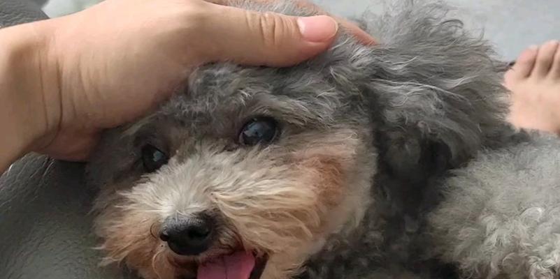 洗完澡后狗狗为什么会叫？（探究洗澡后狗狗叫的原因及应对方法）